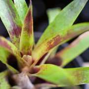 Vriesea lubbersii – Plante tropicale colorée d'intérieur | JungleBox