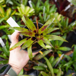 Vriesea lubbersii – Plante tropicale colorée d'intérieur | JungleBox