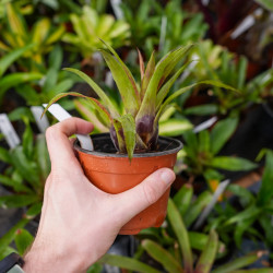 Vriesea lubbersii – Plante tropicale colorée d'intérieur | JungleBox
