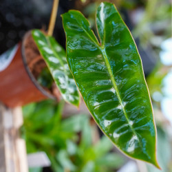 un philodendron sympa pour vos terrarium planté c'est chez junglebox