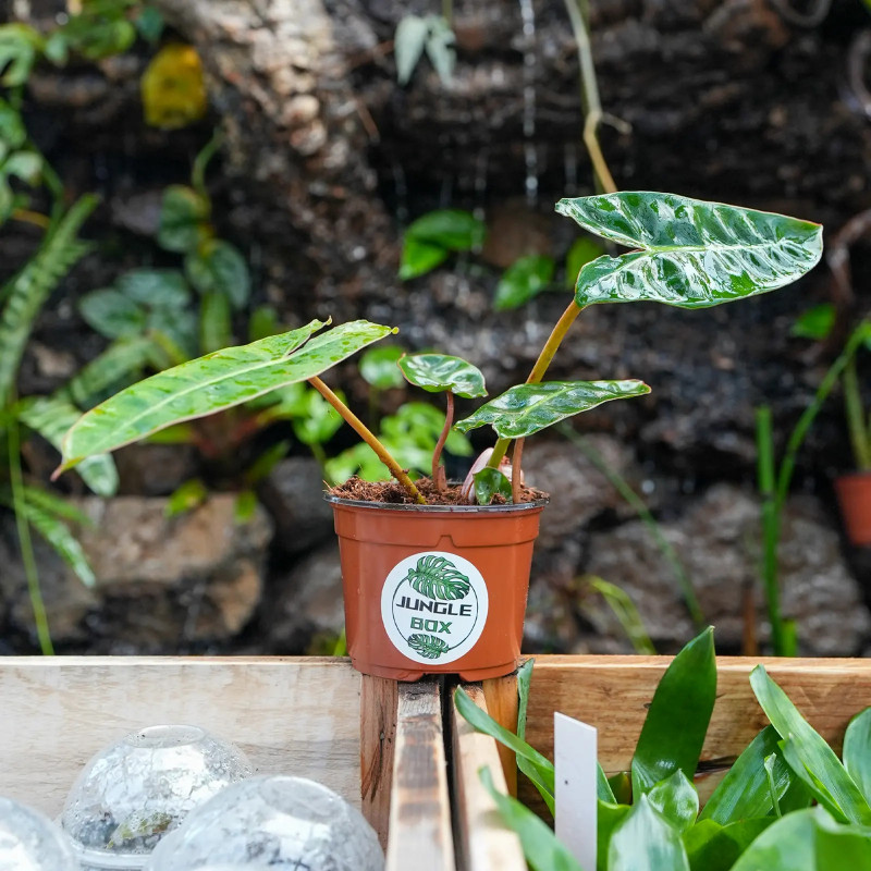 Philodendron billitiae