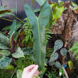 un philodendron sympa pour vos terrarium planté c'est chez junglebox