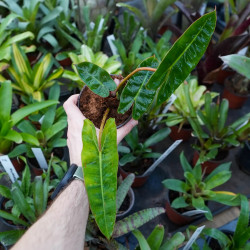 un philodendron sympa pour vos terrarium planté c'est chez junglebox