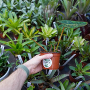 un philodendron sympa pour vos terrarium planté c'est chez junglebox