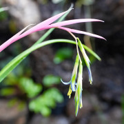 Billbergia nutans