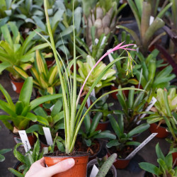 Billbergia nutans