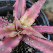 Cryptanthus ‘Ti’ – Plante tropicale pour terrarium