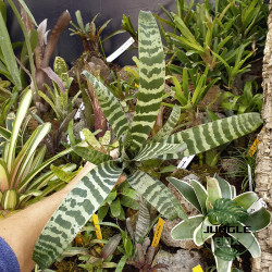 Vriesea juno – Broméliacée tropicale élégante pour intérieur et terrarium | JungleBox