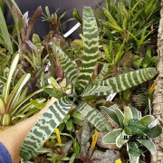 Vriesea juno – Broméliacée tropicale élégante pour intérieur et terrarium | JungleBox