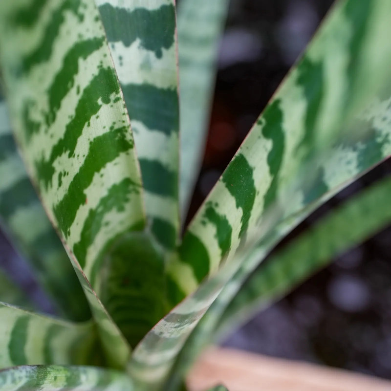 Vriesea juno – Broméliacée tropicale élégante pour intérieur et terrarium | JungleBox