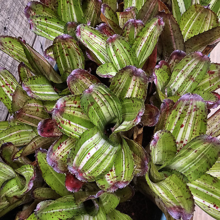 Neoregelia antigone variegata