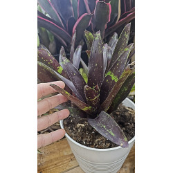 Neoregelia purple haze
