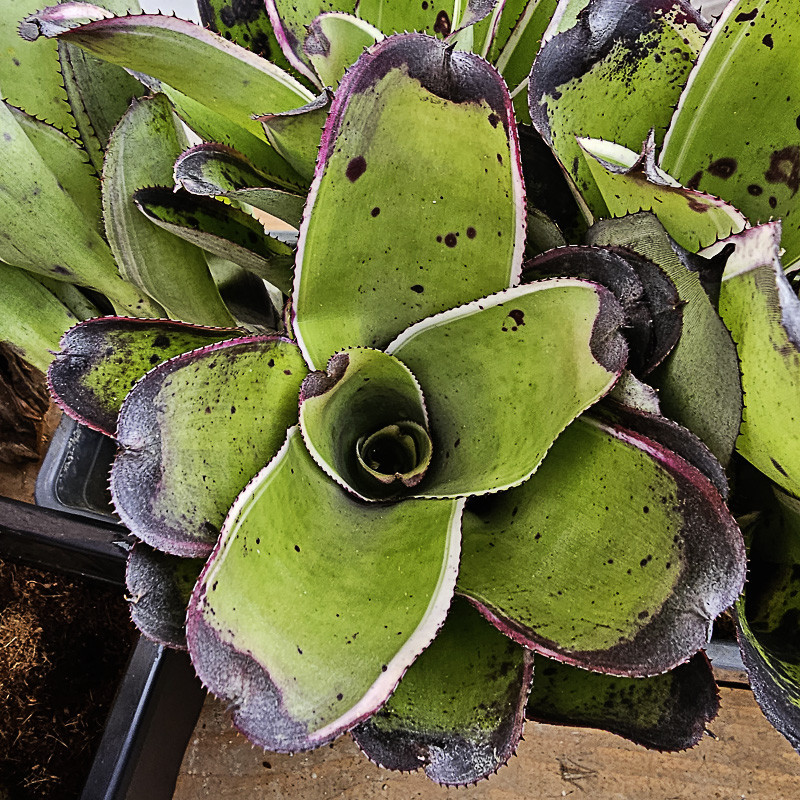 Neoregelia concentrica albomarginata big form