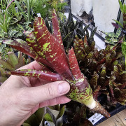 Neoregelia betty head