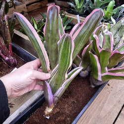 Neoregelia carcharodon albomarginata