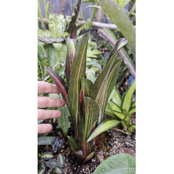 Neoregelia kahala dawn red