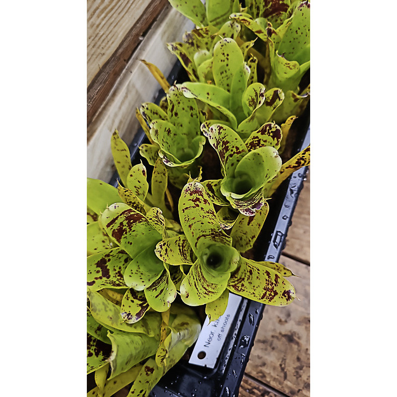 Neoregelia kautskyi – Broméliacée rare pour terrarium