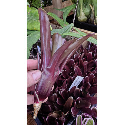 Neoregelia schultessiana