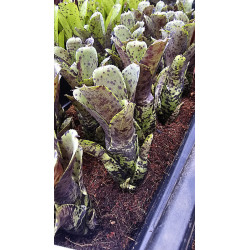 Neoregelia diamanthina