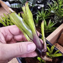 Neoregelia ajax
