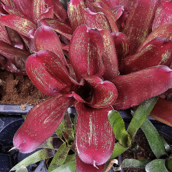 Neoregelia rio grande