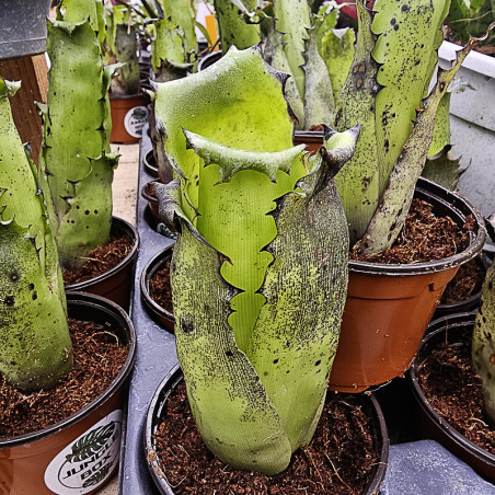 Hohenbergia leopoldo horsii