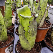 Hohenbergia leopoldo horsii