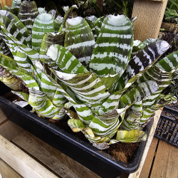 Aechmea chantinii green