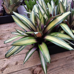 Vriesea sucrei variegata L