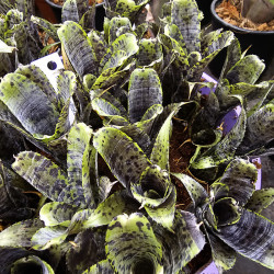 Neoregelia pauciflora – Broméliacée tropicale miniature pour terrarium et déco végétale