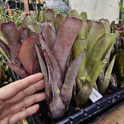 Neoregelia bahiana hybrid