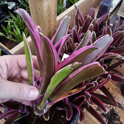 Neoregelia ‘Pink’  – Colorful Tropical Bromeliad for Terrariums & Interiors