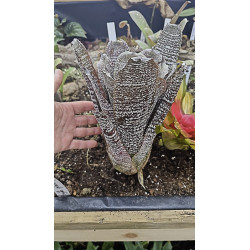 Hohenbergia correia araujoi