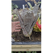 Hohenbergia correia araujoi