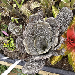 Hohenbergia correia araujoi