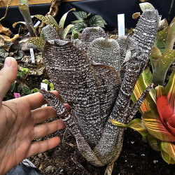 Hohenbergia correia araujoi