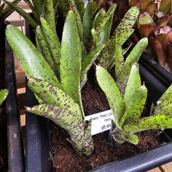 Neoregelia red lips mini