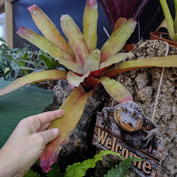 Edmundoa lindenii lindenii