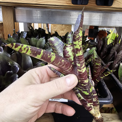 Neoregelia screaming tiger