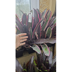 Neoregelia carcharodon nigra