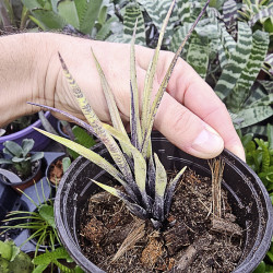 Aechmea recurvata benrathii