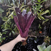 Aechmea blanchetiana fire