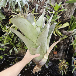 Aechmea bracteata