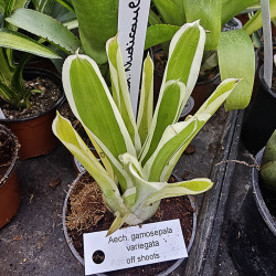 Aechmea gamosepala variegata