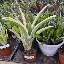 Aechmea romeroii variegata