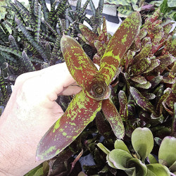 Neoregelia toshiya – Une broméliacée tropicale aux couleurs éclatantes