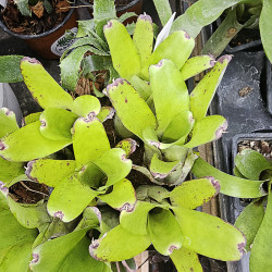 Neoregelia abendrothae