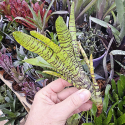 Neoregelia tigrina hybrid