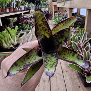 Neoregelia tristis