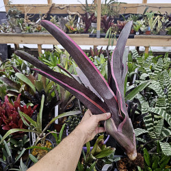 Neoregelia carcharodon nigra